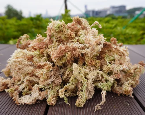 Vista 3 de 5oz de musgo sphagnum para propagación de plantas, excelente mezcla para macetas de orquídeas, ayuda a mantener la humedad