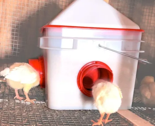 Vista 7 de RentACoop Alimentador de pollo de 4 puertos sin BPA Chick2Chicken de 10 libras