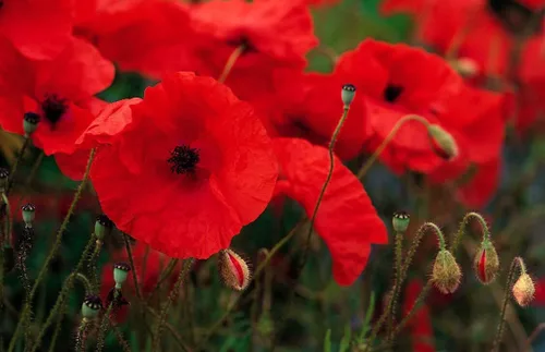 Vista 4 de 50.000 semillas de amapola de maíz rojo Flandes, 0.25 oz de herencia no transgénica, abejas polinizadoras cosechadas en Estados Unidos, mariposa