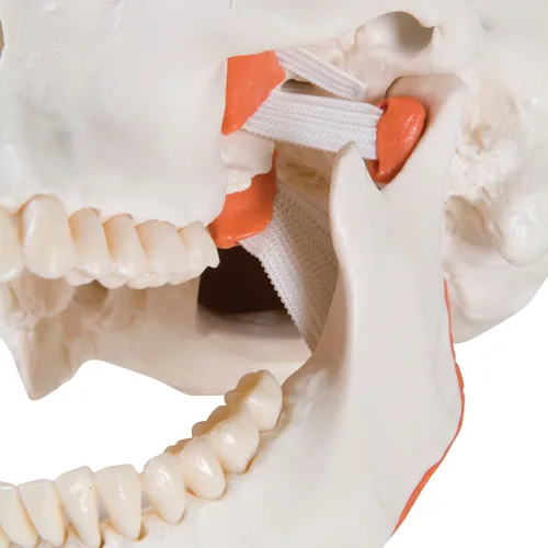 Vista 2 de Modelo de cráneo humano de plástico de 3B Scientific, 1