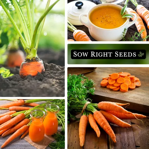 Vista 4 de Sow Right Seeds - Semilla de zanahoria Scarlet Nantes para plantar - Paquete de reliquia sin OMG con instrucciones para plantar un huerto casero