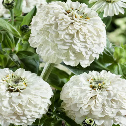 Vista 7 de Outsidepride - Zinnia Elegans, 1000 semillas anuales, Dahlia White Polar Bear, flores para plantar, color blanco