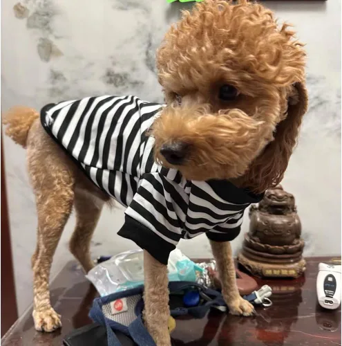 Vista 4 de Sudaderas con capucha para perro con anillo para correa, camisa cálida a rayas para perros pequeños, hembras, niños, gatos, suéter de invierno