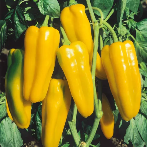 Vista 13 de Eden Brothers Semillas de Pimiento Dulce - Pimentón Alma