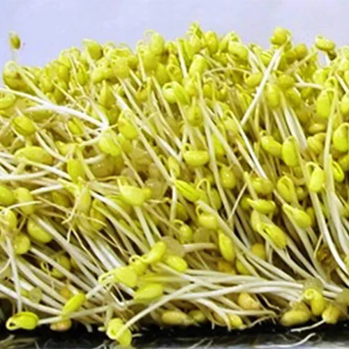 Vista 7 de Semillas de soja – Paquete de 1.06 oz ~ 175 semillas – Orgánicas, sin OMG – brotes germinantes, tofu, almacenamiento de alimentos, cultivo y huerto