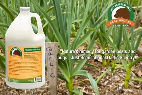 Vista 3 de Just Scentsational Bare Ground Solutions GAR-128 Barrera y repelente de ajo líquido natural, 128 onzas (1 galón)