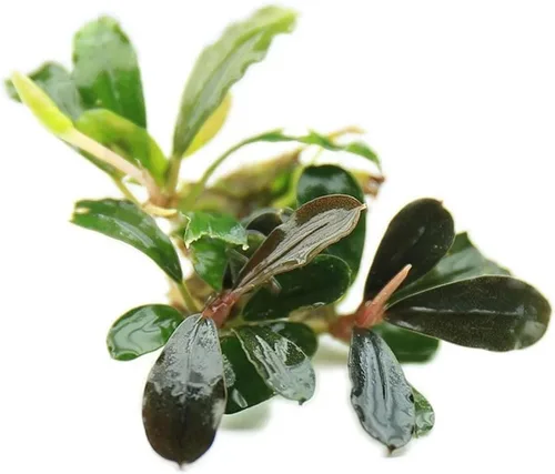 Vista 16 de SubstrateSource Bucephalandra Brownie Phantom - Planta de acuario viva – Decoración natural de pecera de agua dulce, decoración acuática