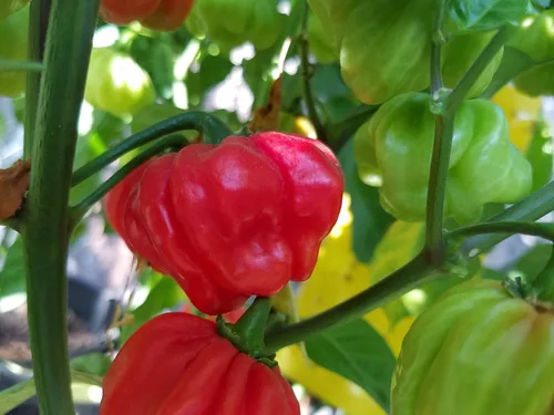 Vista 3 de Aji Cachucha - Semillas de pimiento salpicadas moradas, más de 10 semillas