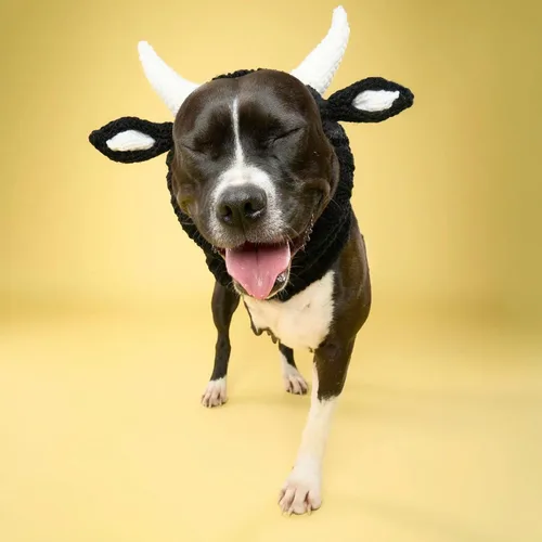 Vista 9 de Zoo Snoods - Disfraz de vaca para perro, disfraz de toro para perros (talla M) Soft knit snood ear warmer with hand-crocheted cow horns and ears
