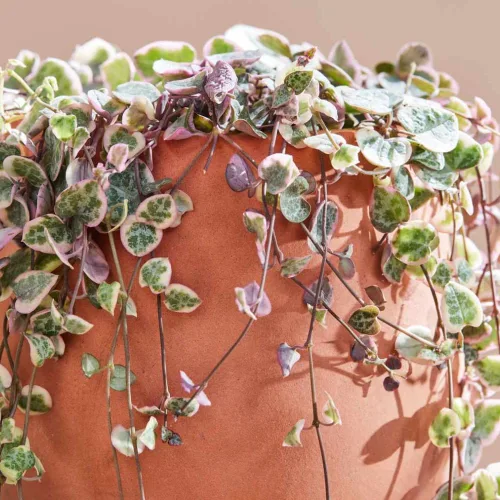 Vista 4 de Cadena de corazones abigarrados Plant Live, Ceropegia Woodii Variegata, en maceta de 2.5 pulgadas, vid suculenta rara para macetas colgantes