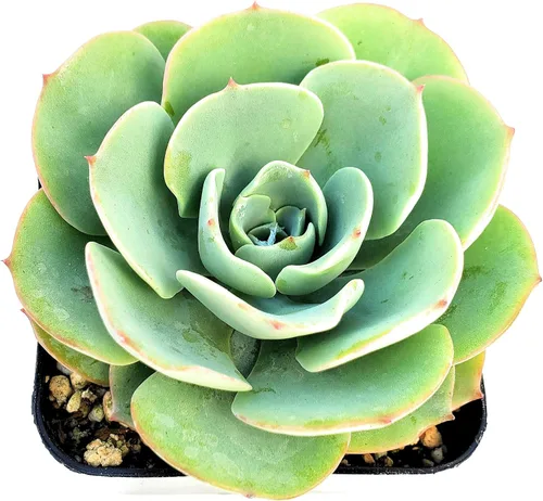 Vista 3 de Fat Plants San Diego Live Echeveria Planta Suculenta Híbrida, Lola
