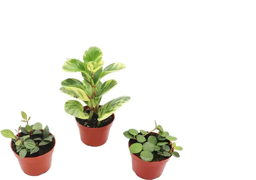 Vista 4 de Peperomia Beetle - 4'' de California Tropicals