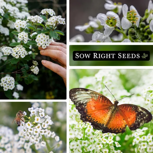 Vista 4 de Sow Right Seeds - Alfombra blanca de semillas de flores de nieve Sweet Alyssum para plantar - Paquete de reliquia sin OMG con instrucciones