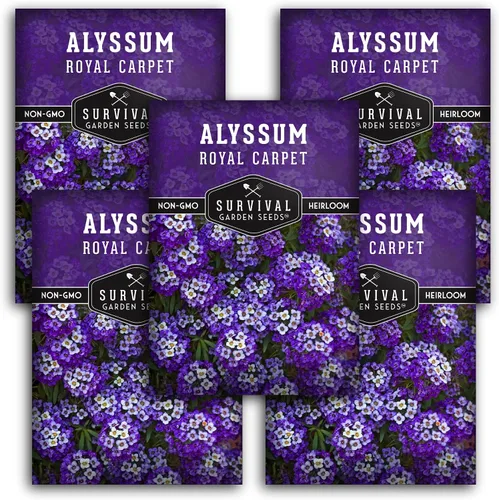 Vista 12 de Semillas de Alyssum para plantar - Sweet Royal Carpet Purple Alyssum - Flor perenne fragante y cobertura del suelo - Semillas autóctonas