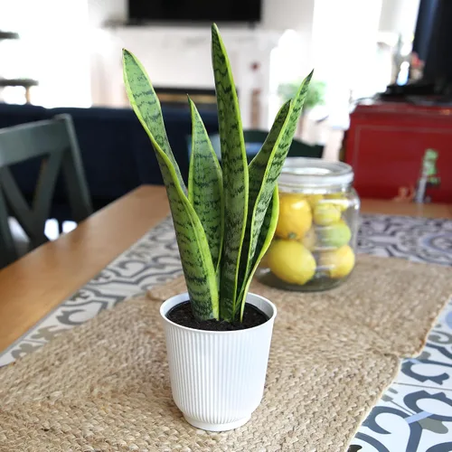 Vista 6 de Plants for Pets - Planta de serpiente viva con maceta blanca decorativa, suculentas Sansevieria Trifasciata Laurentii, plantas