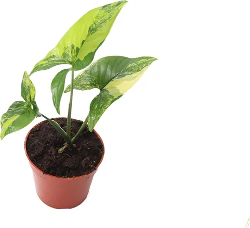 Vista 3 de Fresa Syngonium - 4'' de California Tropicals