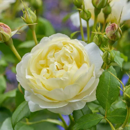 Vista 3 de Heirloom Roses Rose Bush - Vanessa Bell David Austin Rosa amarilla para jardinería al aire libre Moderately Fragrant, Repeat Blooming,For Outdoor