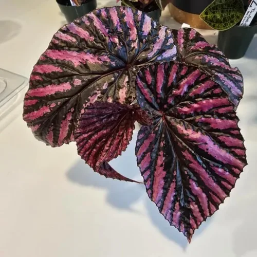 Vista 3 de YOKEBOM Planta de begonia viva, planta de begonia bien enraizada de 4 a 7 pulgadas, follaje colorido vibrante, planta de interior de fácil cuidado