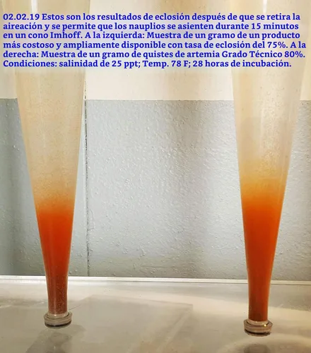 Vista 3 de Huevo de camarón en salmuera, grado técnico 80% HR, lata de 16 onzas