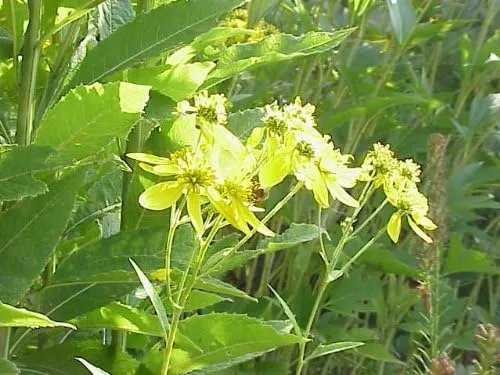 Vista 3 de 250 semillas de flor de alternifolia verbesina verbesina amarilla
