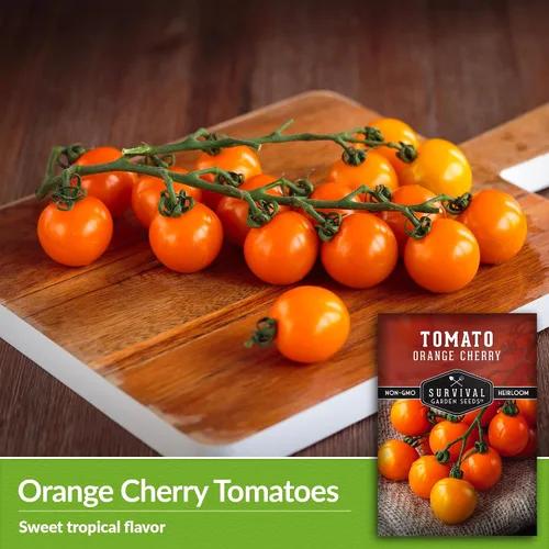 Vista 3 de Semilla de tomate cereza naranja para plantar, 1 paquete con instrucciones para plantar y cultivar tomates cherry naranja afrutados en el huerto