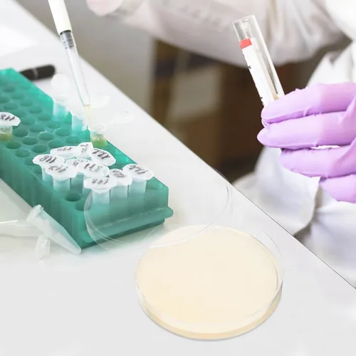 Vista 8 de ULTECHNOVO Platos de agar de dextrosa de patata, platos de agar de dextrosa prevertida PDA Petri - Excelente medio de crecimiento - Proyectos