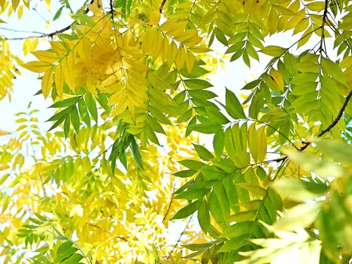 Vista 9 de 25 Chinese Pistachio Pistacia Chinensis Pistache Pistach Yellow Orange Red in Fall Mastic Tree Seeds
