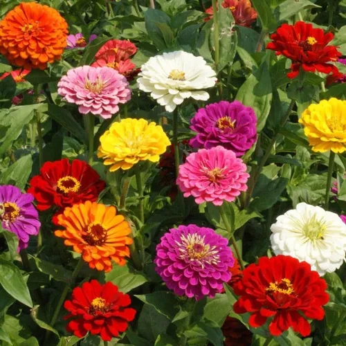 Vista 2 de Zinnia Elegans, California Giants Mix (1 libra), mezcla de semillas a granel sin OMG con micorrizas