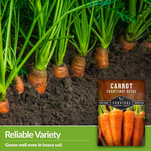 Vista 4 de Royal Chantenay - Semillas de zanahoria para plantar, zanahorias cortas tradicionales para suelos pesados, raíces dulces y tiernas para cosechas