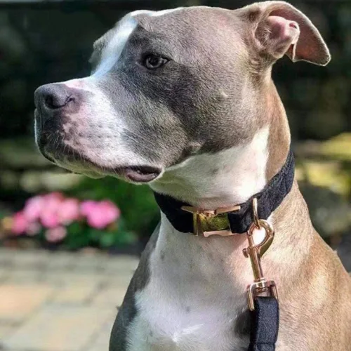 Vista 4 de Love Dream Juego de collar y correa de terciopelo para perro, suave y cómodo, correa ajustable y collar con hebilla de metal resistente para perros
