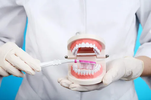 Vista 2 de 1 paquete de modelo de dientes estándar adulto tipodonto para demostración de prótesis dental para niños, enseñanza dental, exhibición limpia