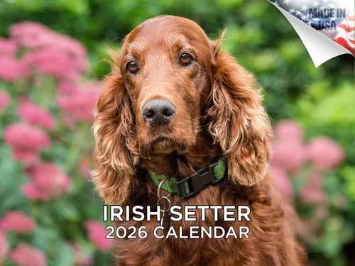 Vista 132 de Calendario de Lebrel Afgano 2025 2026, calendario mensual de pared de raza canina, 12" x 18" abierto, papel grueso sin traspaso, ideal para regalo