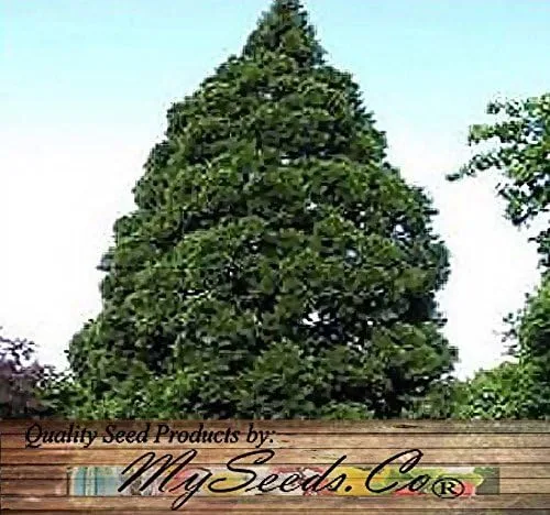 Vista 4 de Semillas para árbol de pino sin transgénicos de MySeeds.Co