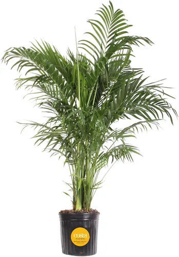 Vista 11 de Costa Farms Planta viva de palma de bambú en maceta decorativa, planta de interior grande purificadora de aire, perfecta para decoración del hogar