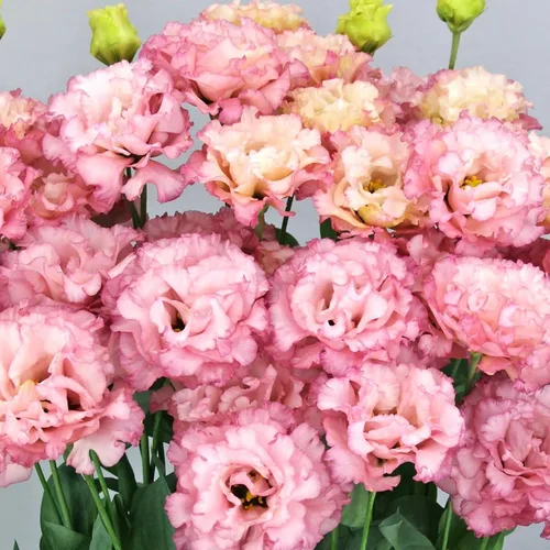 Vista 8 de Eden Brothers Lisianthus Seeds - Rosanne Green (F1)