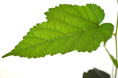 Vista 5 de Planta de mora enana, de producción continua. (Morus Nigra) Fruta Dulce. Bote de 4 pulgadas.