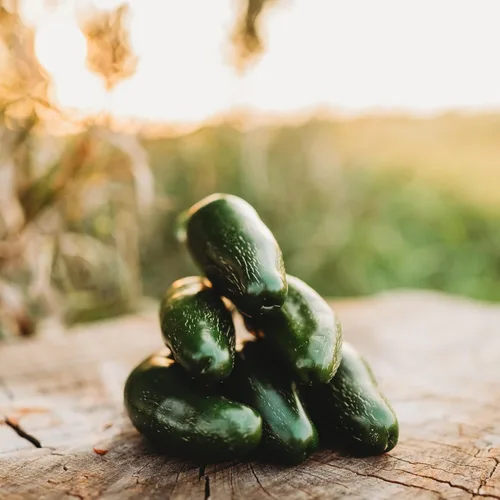 Vista 3 de Jalapeño Pimienta chile suave - 25 semillas - Variedad de reliquia y polinizada abierta, jalapeño domado, semillas de chile cultivadas en Estados