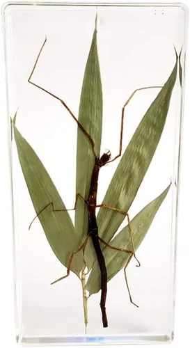 Vista 2 de Espécimen de resina transparente de insectos raros Espécimen de insectos de palo real para pisapapeles ciencia educación taxidermia instrumento
