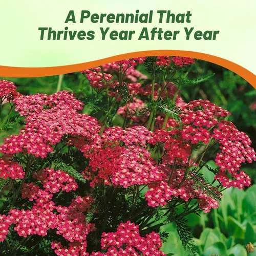 Vista 6 de Outsidepride Cerise Queen Yarrow Seeds – 10000 unidades. Semillas de flores perennes, versátiles, formadoras de grumos y tolerantes a la sequía