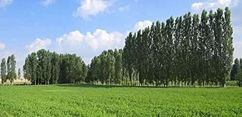 Vista 3 de 6 esquejes híbridos de álamo - Árboles de privacidad y sombra atractivos de rápido crecimiento - Cultiva 6 árboles de álamo híbridos - Árboles