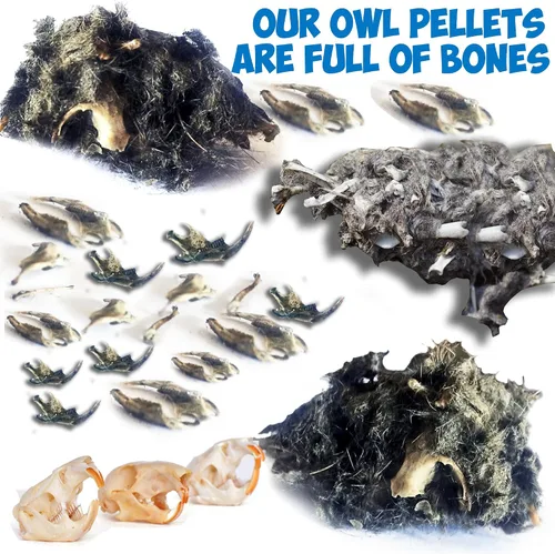 Vista 2 de Amazing Owl - Kit de disección de pellets de 5 piezas para proyectos de laboratorio científico, con pinzas y sondas de madera, ideal para proyectos