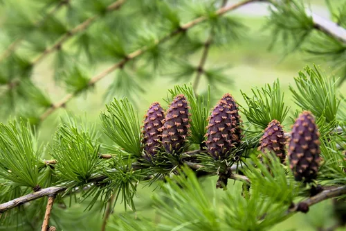 Vista 5 de 25 semillas europeas de alerce pino perenne Larix Decidua