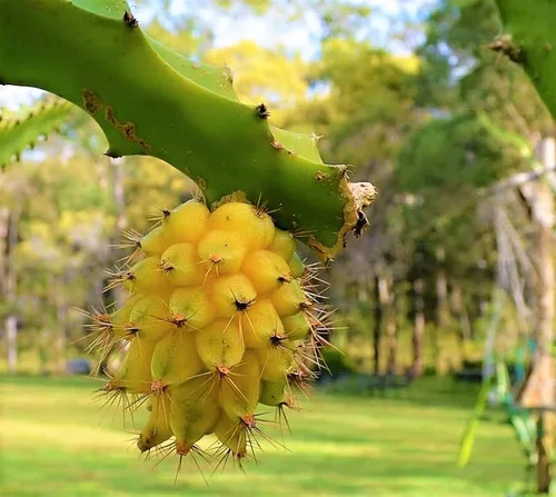 Vista 4 de Corte amarillo de la fruta del dragón 8 Inc a 10 Inc longitud para plantar 1 corte