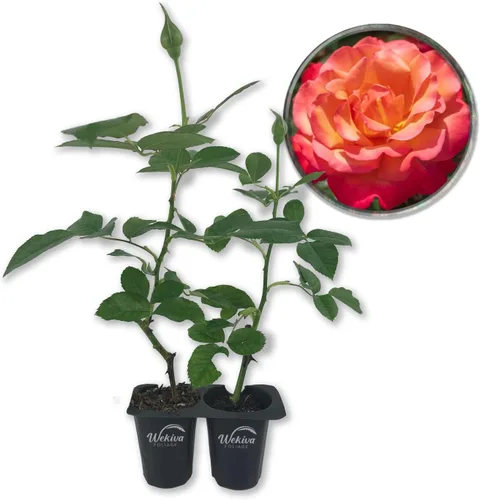 Vista 8 de Arbusto de rosa toscana – 1 planta de inicio vivo – Versátil y hermosa rosa Floribunda añade color y fragancia a cualquier jardín
