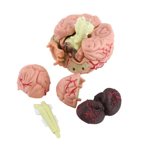 Vista 4 de Modelo de cerebro de anatomía 4D Desmontado Modelo de cerebro humano Anatomía estructural Herramienta de aprendizaje de enseñanza médica