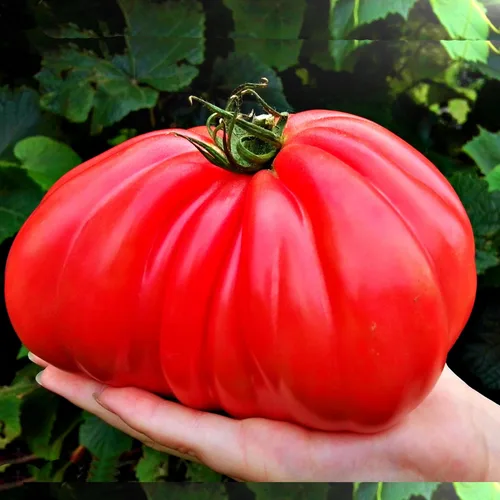 Vista 8 de Big A Tomato Fertilizante orgánico prémium con algas marinas de 13.5 onzas para interiores y exteriores, fertilizante para plantas