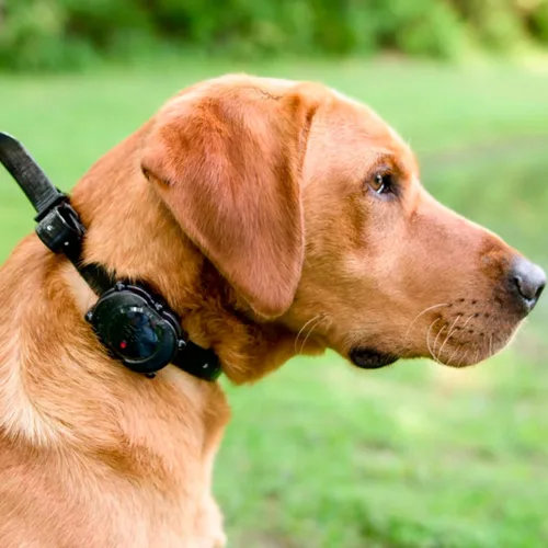 Vista 7 de DT Systems IDT-Plus - Collar receptor y transmisor micro para adiestrador de perros, negro, XS (10 libras o menos) (IDT Plus)
