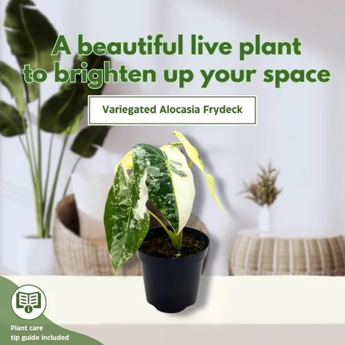 Vista 3 de BubbleBlooms Alocasia Frydek abigarrado 4 pulgadas