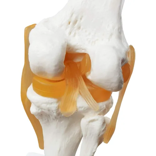 Vista 4 de EVOTECH SCIENTIFIC - Modelo de articulación de rodilla funcional humana con ligamento, tamaño real