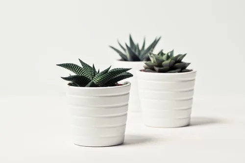 Vista 7 de ragnaroc Plantas suculentas vivas – Echeveria Agaviodes Ebony, enraizadas en maceta de 4 pulgadas – 1 unidad – Llegada viva garantizada – Plantas
